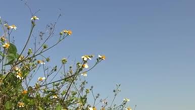 风中摇曳花朵背景是蓝天适合小清新视频合成视频的预览图